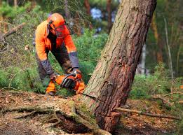 Trusted Jerseyville, IL  Tree Services Experts