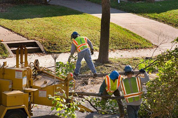 Why Choose Our Tree Removal Services in Jerseyville, IL?